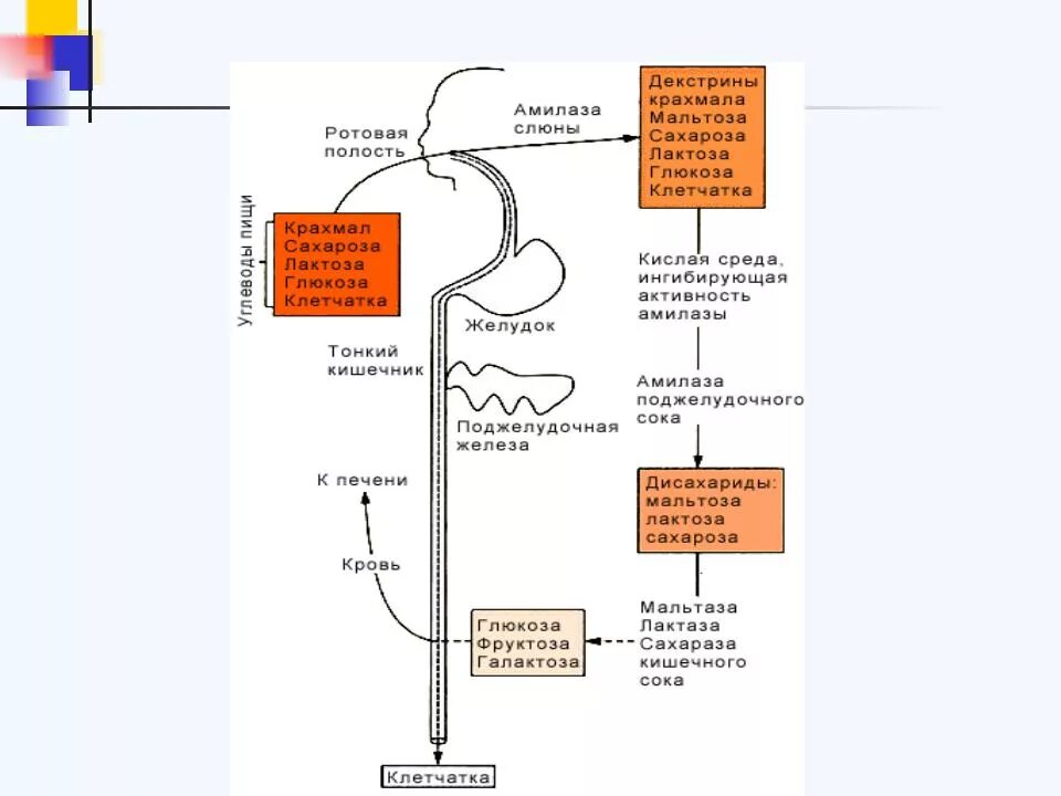 Переваривание белков в ротовой полости. Схема переваривания углеводов биохимия. Механизм всасывания Глюкозы. Переваривание Глюкозы биохимия. Нарушение переваривания углеводов биохимические механизмы.