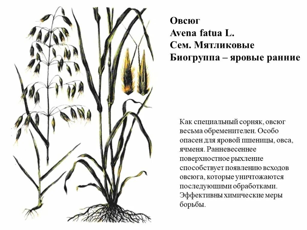 Овес группа растений. Сорняк овсюг биологическая группа. Сорный злак овсюг. Овсюг обыкновенный. Овсюг пустой сорняк.