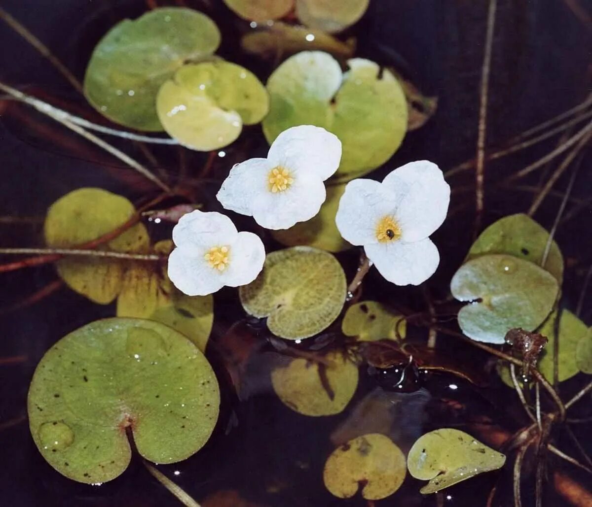 Водокрас обыкновенный. Водокрас Лягушачий. Водокрас Лягушачий (Hydrocharis morsus-Ranae). Водокрас Лягушачий, (Hydrócharis mórsus-Ránae).