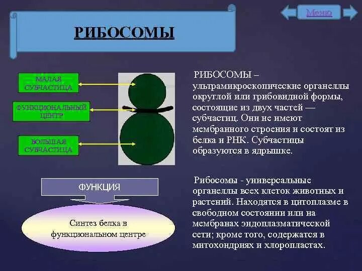 Рибосома процесс впр. Рибосомы функции. Рибосомы строение и функции. Основные функции рибосом. Строение рибосомы и ее функции.