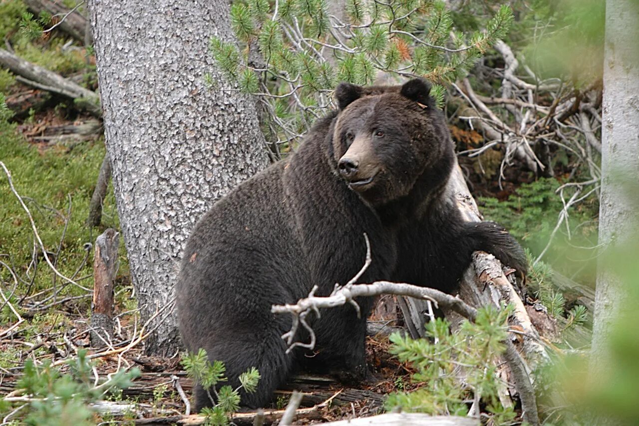 Лось и 2 медведя. Гризли Ursus arctos horribilis. Ursus arctos arctos. Уссурийский бурый медведь. Бурый медведь в тайге.