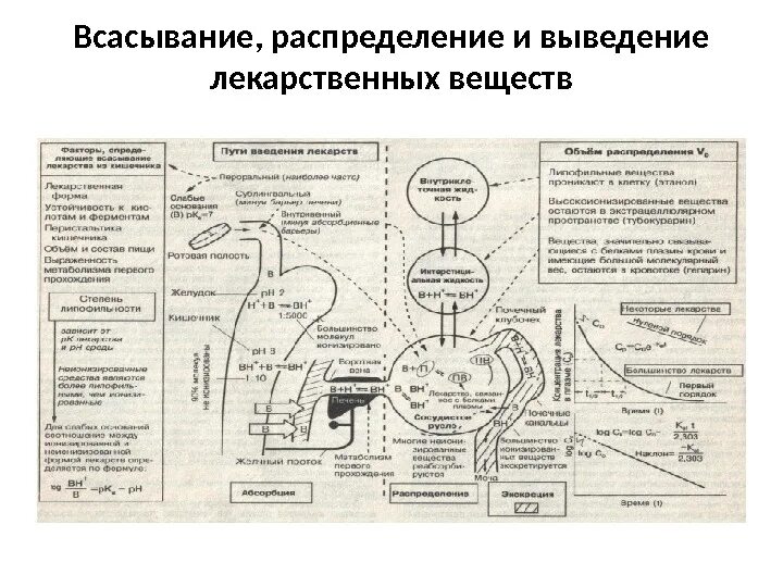Какие вещества быстрее всасываются. Какие вещества быстрее всасываются