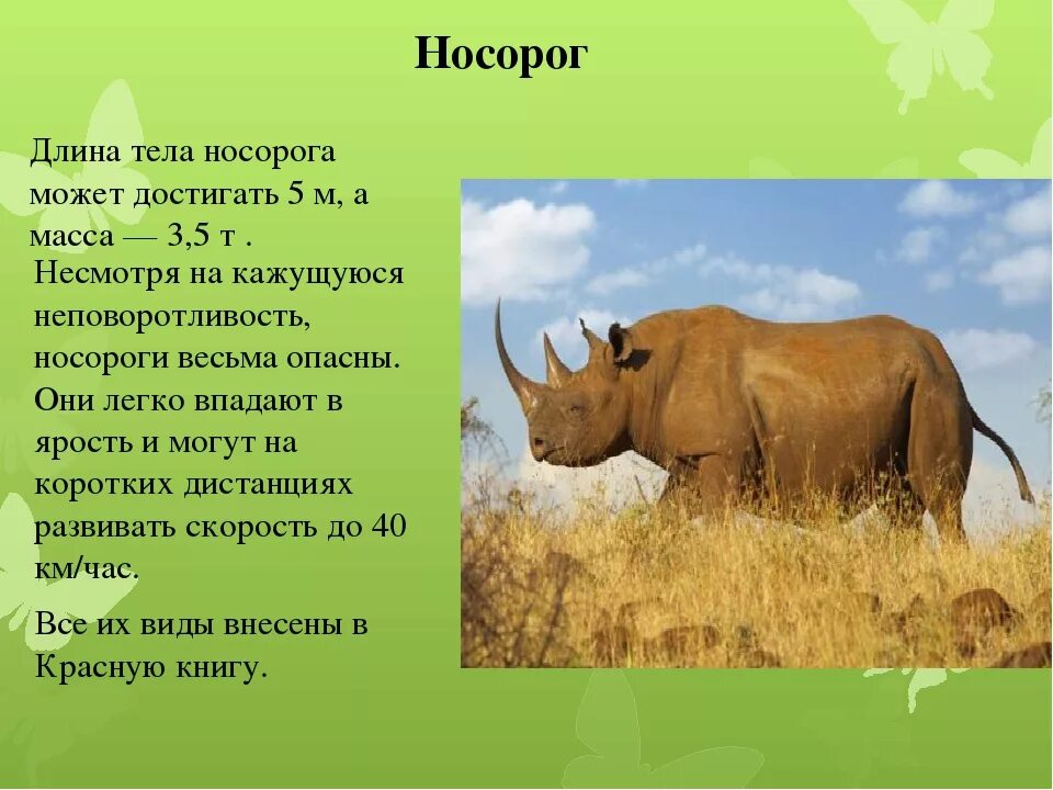 Носорог описание. Носорог доклад. Сообщение о носороге. Где обитает носорог.