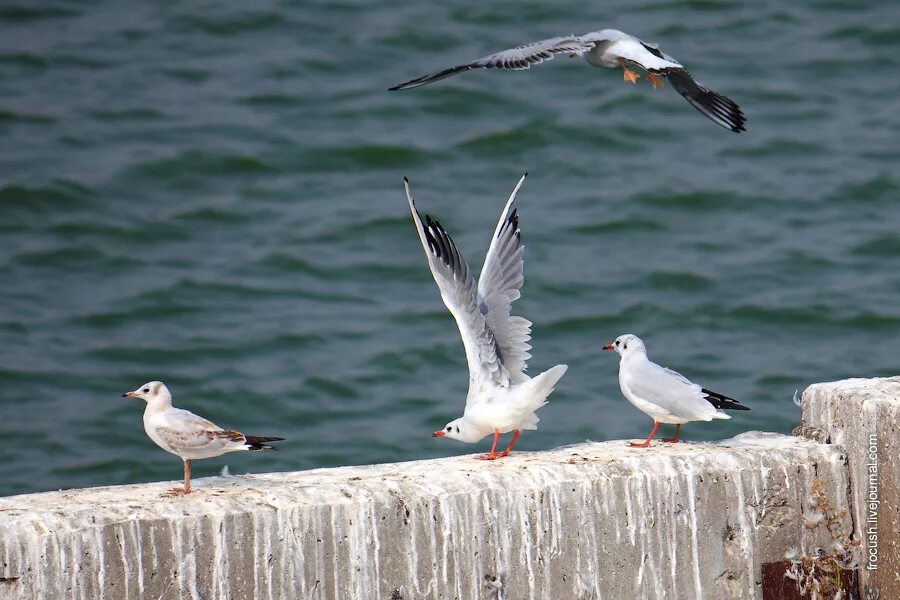 птица. морские птицы морские птицы. чайка ест голубя. чайки наглые птицы. чайка жрет.