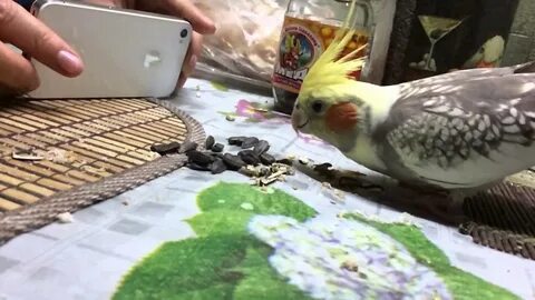 Корелле можно семечки