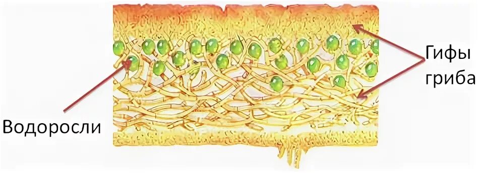 Гриб снабжает водоросль. Модель внутреннего строения лишайника. Внутреннее строение лишайника 5 класс биология. Макет строения лишайника. Модель внутреннего строения лишайника макет.