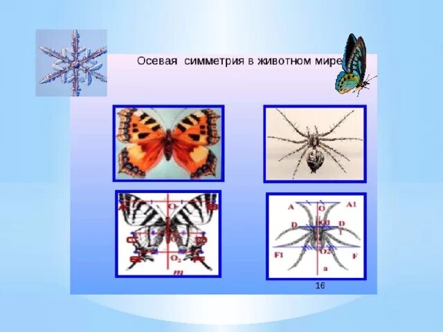 Тип симметрии животного птицы. Осевая симметрия в животном мире. Осевая симметрия в природе. Ось симметрии в природе. Примеры осевой симметрии в природе.