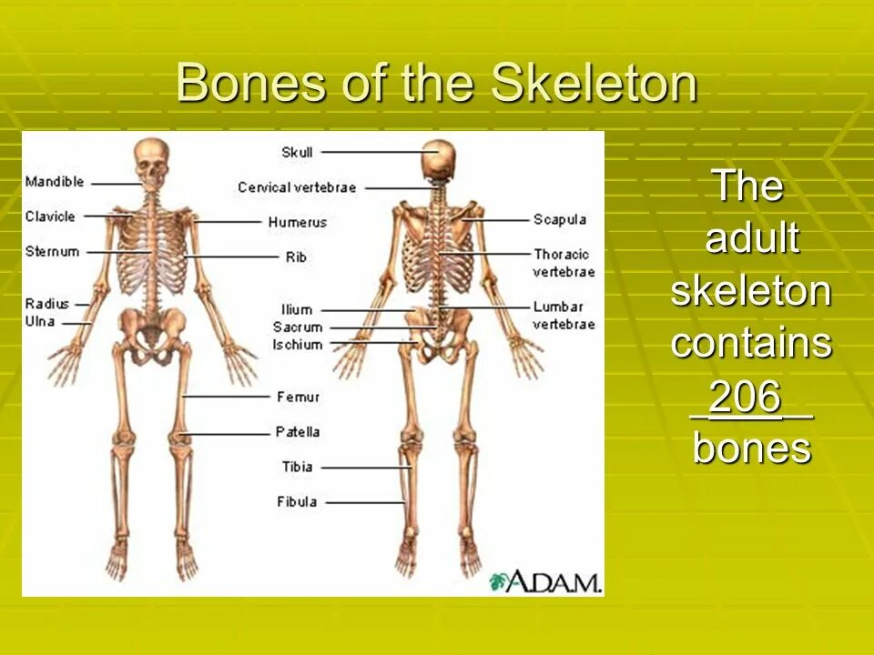 The skeleton is composed of bones. Скелет человека презентация на английском. создание плана скелет пример. скелет план текста. the skeleton is composed of bones упражнения.