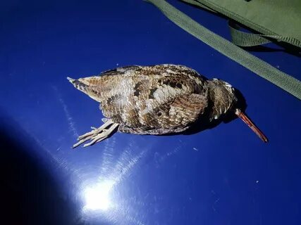 Вальдшнеп в дождь летает