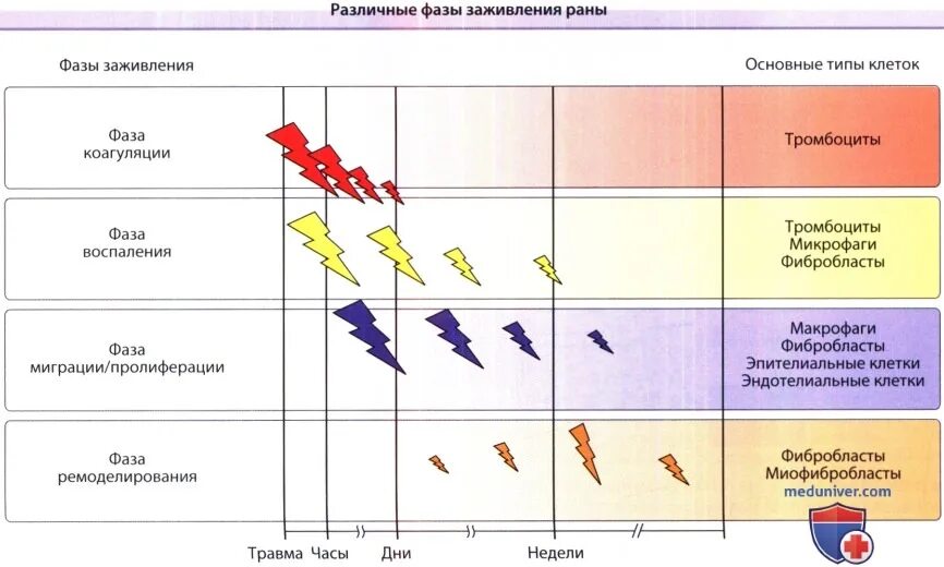 Этапы заживления ран. Фазы и стадии заживления РАН. Стадии заживления раневого процесса. Воспалительная фаза заживления.