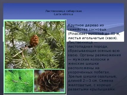 Какие хвоинки у лиственницы