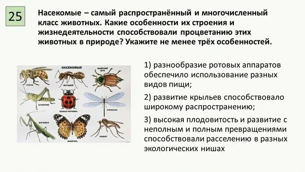 Особенности строения и жизнедеятельности насекомых. Насекомые самый распространенный и многочисленный класс животных. Самый многочисленный класс животных. Класс насекомые особенности строения.