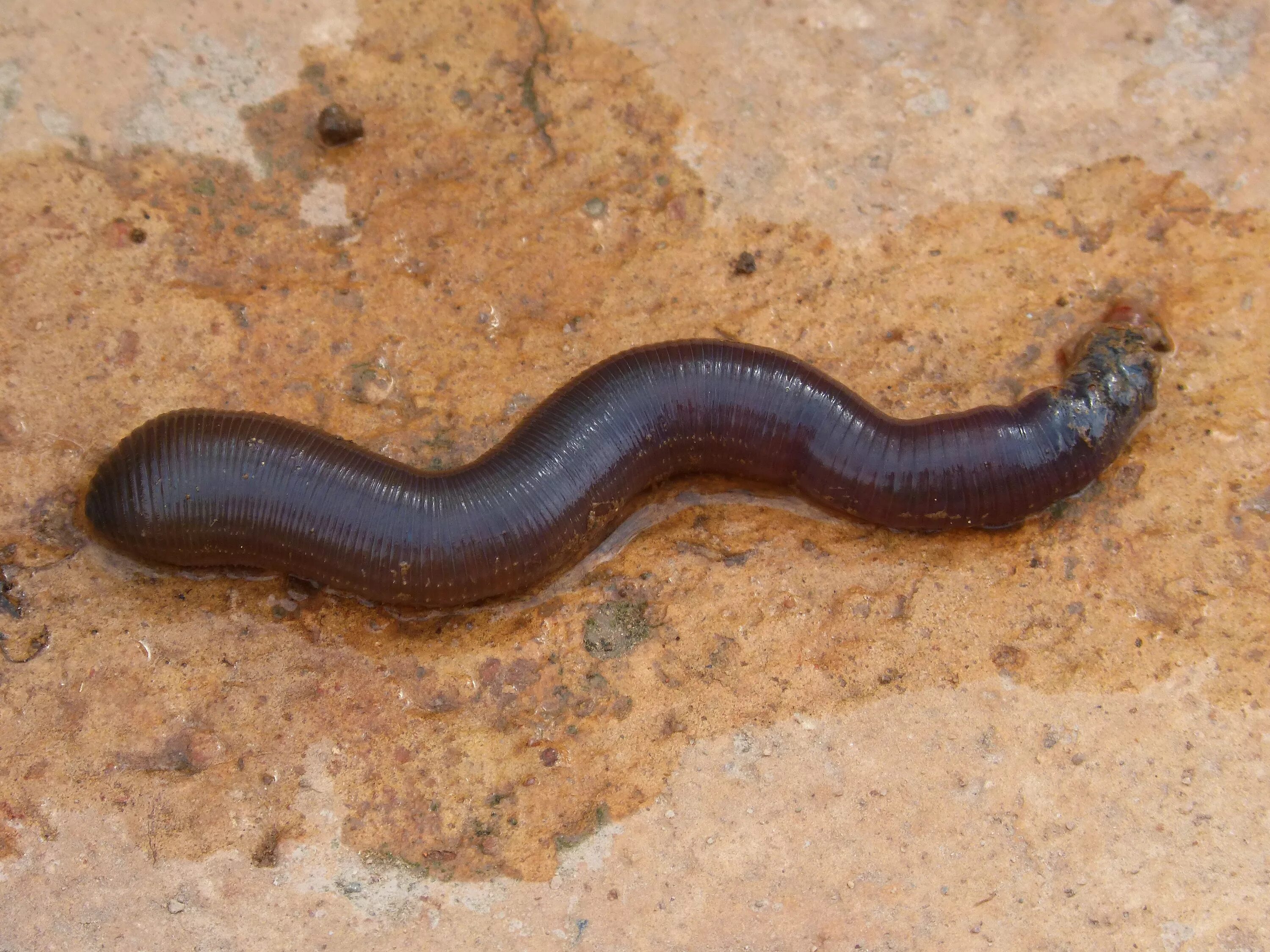 Пашенный червь, Aporrectodea caliginosa. Червяк кольчатый беспозв. Первые кольчатые черви