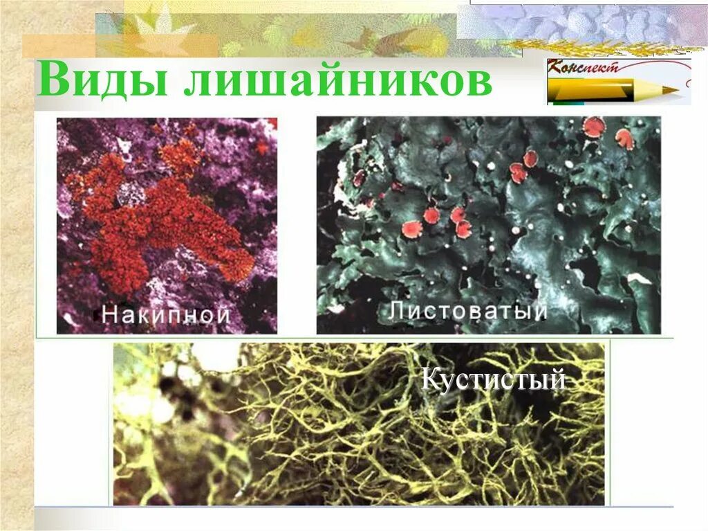 Виды лишайников. Характеристика лишайников. Лишайники биология. Лишайники имеют признаки