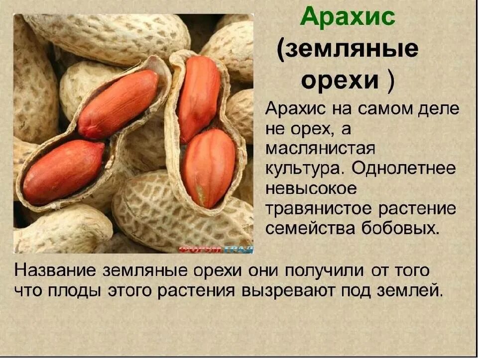 Орех Земляной арахис Тип плода. Презентация на тему орехи. Арахис семейство бобовых. Орехи с описанием.