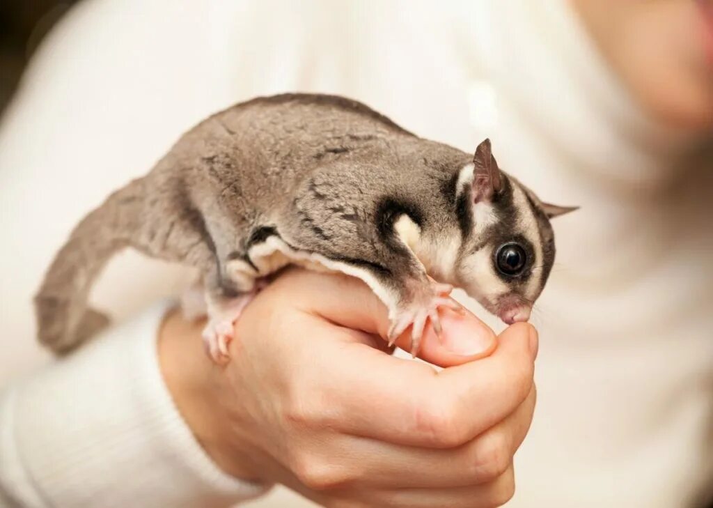 Сахарное сумчетая летяга. Сахарная белка летяга. Белые белки летяги. Австралийский сахарный поссум. Как ухаживать за белкой летягой.