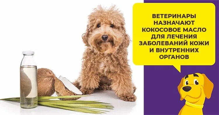 Можно ли собакам кокос. Собака кокос. кокосовый песик. можно ди кокосовое масло собакам?. кокосовое масло можно давать собак?.