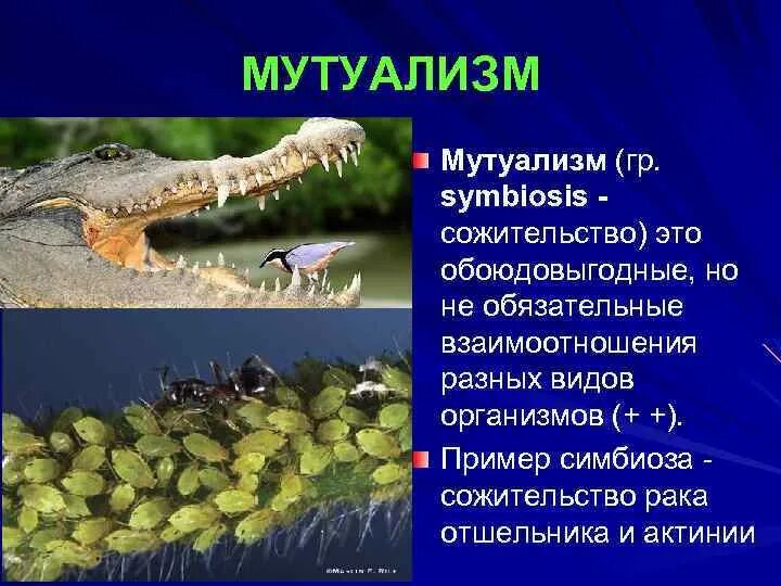 Симбиоз актинии с рыбками клоунами. Примеры мутуализма в биологии. Мутализм. Мутуализм примеры. Птицы кормятся на теле зебры.