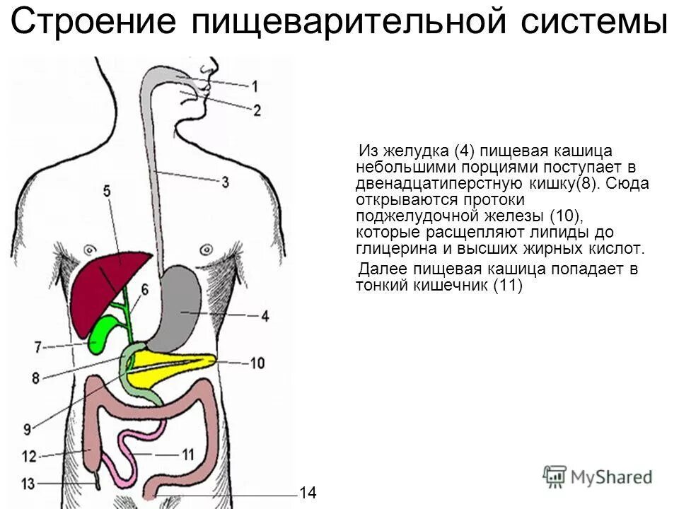 Впадает в пищеварительную систему. Железы пищеварительного тракта строение функции. Железы пищеварительной системы. Впадает в пищеварительную систему. Впадает в пищеварительную систему.