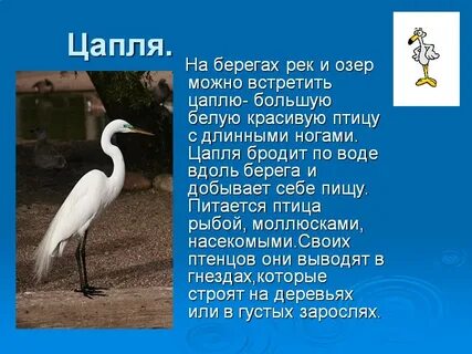 Текст цапли