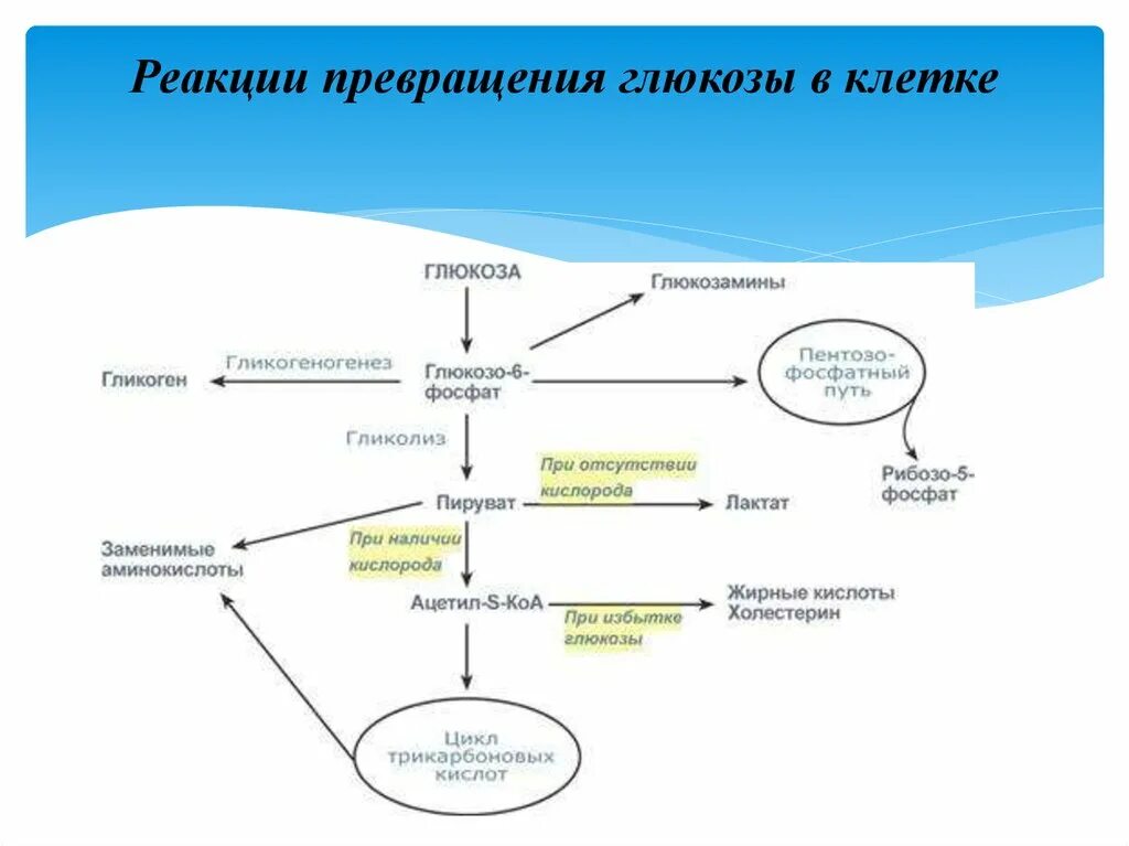 Образование в клетках растений глюкозы поглощение. Схема преобразования Глюкозы. Общая схема превращения Глюкозы в организме. Основные пути тканевых превращений Глюкозы. 6..