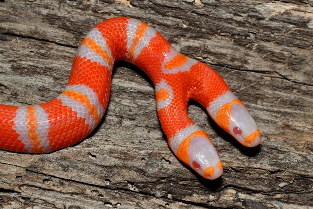Двуглавая змея. Двухголовая змея альбинос. Аспид альбинос. Королевская двухголовая змея. Молочная змея Нельсона Albino.