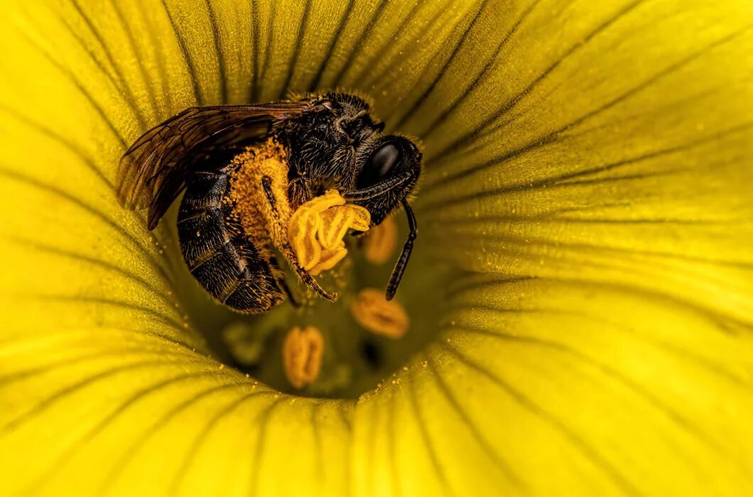 джо нил пчелы. спят ли пчелы. макросъемка насекомых. спят ли пчелы зимой. членистоногие насекомые.