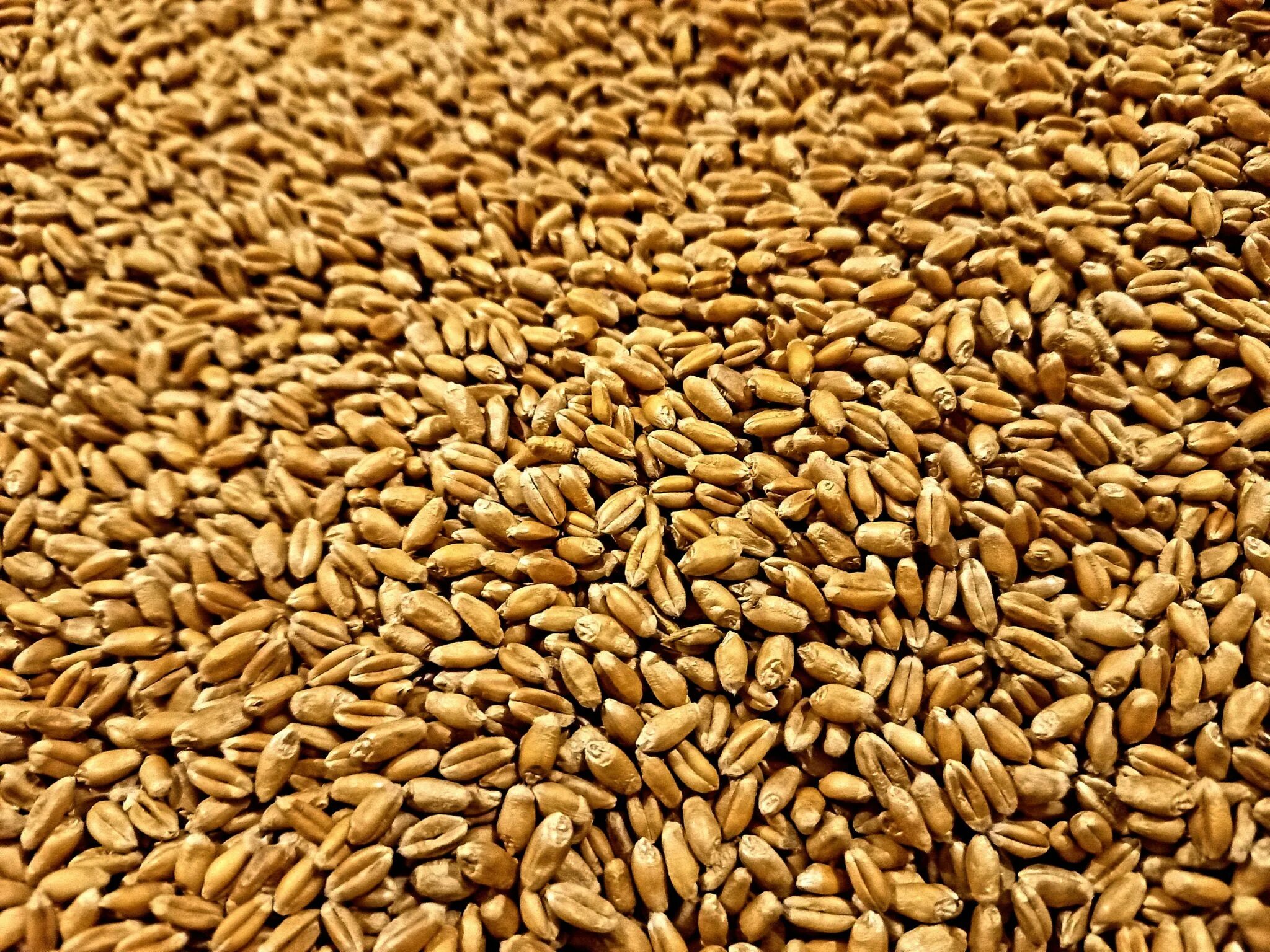 1 сорт пшеницы. Семена пшеницы. Семечко пшеницы. Пшеница оптом. Семена пшеницы твердой Безенчук золотистая.