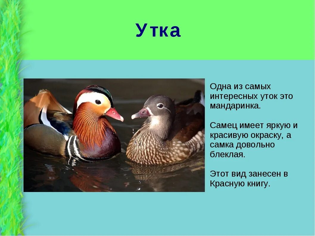 Занесена ли утка в красную книгу