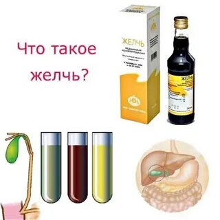 Что такое желчь