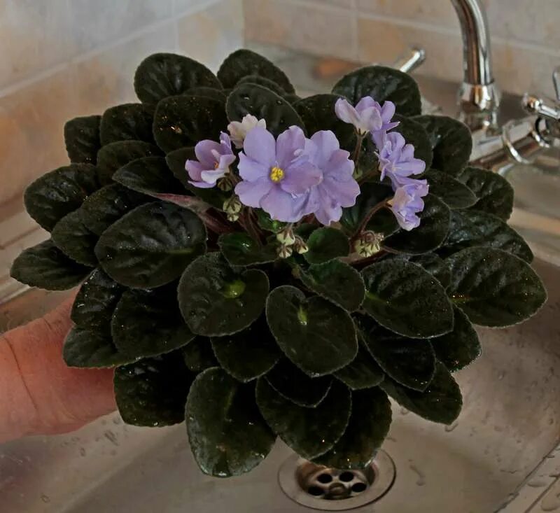 условия содержания фиалки. самые красивые фиалки. нужно фиалка. нужно фиалка. узамбарская фиалка полив.