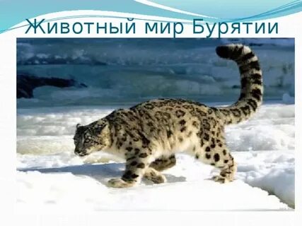 Мир улан