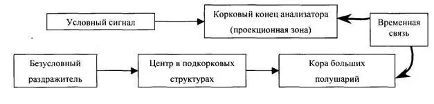 Временная связь рефлекс рефлекс. Механизм образования временной связи условных рефлексов. Схема образования временной связи условного рефлекса. Механизм формирования временной связи условных рефлексов. Образование временной связи при выработке условного рефлекса.