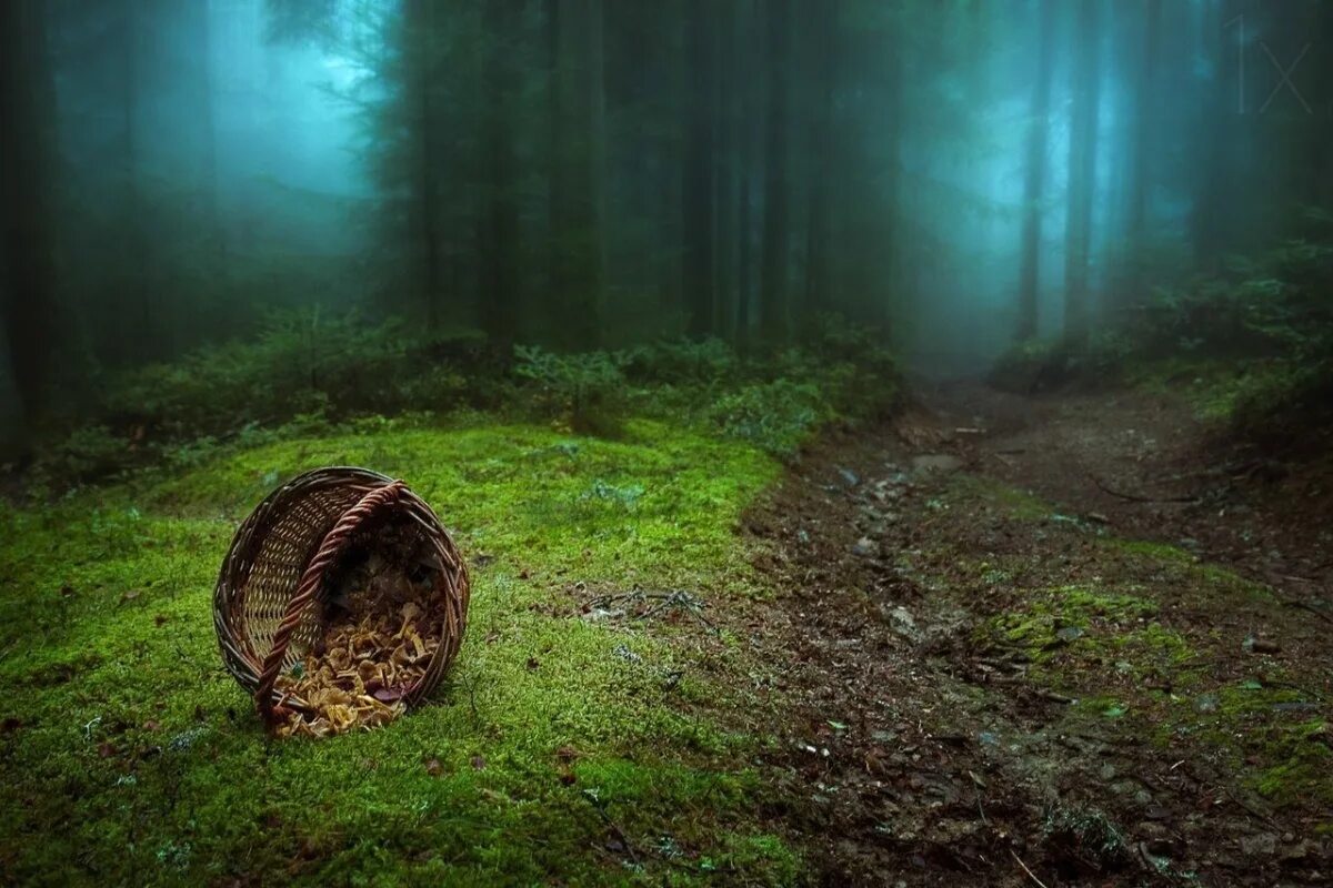 Самое страшное лето. Мистический лес. Страшный лес. Таинственный лес. Жуткое место в лесу.