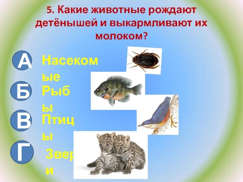 Какие животные рождают детенышей птицы звери рыбы