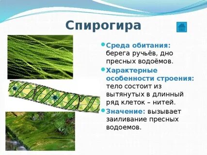 Среда обитания спирогиры