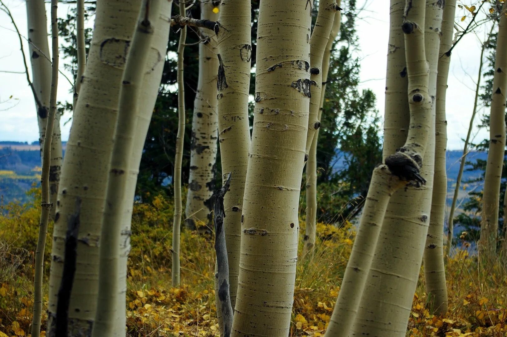 Осина (Populus tremula). Тополь дрожащий (осина) – Populus tremula. Осина обыкновенная (Populus tremula). Осина Сибирская. Осина в какой природной