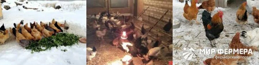 Содержание курятника зимой. Содержание куриц зимой. когда петух начинает топтать кур. температура содержания кур несушек зимой.