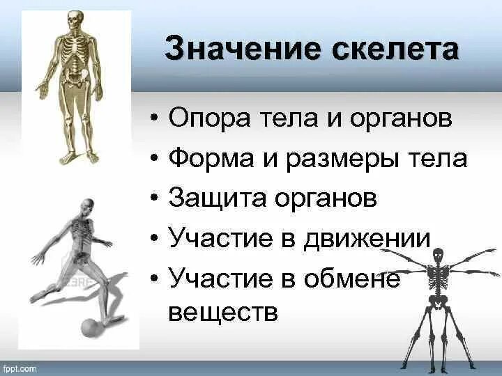 Что значит быть в теле. Значенич скелета. Опора тела и движение. Скелет опора тела. Значение скелета туловища.