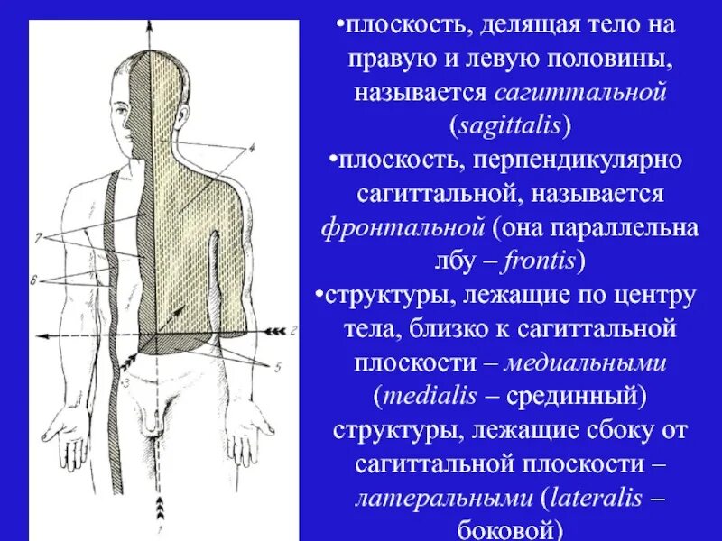 Как называется правая и левая сторона