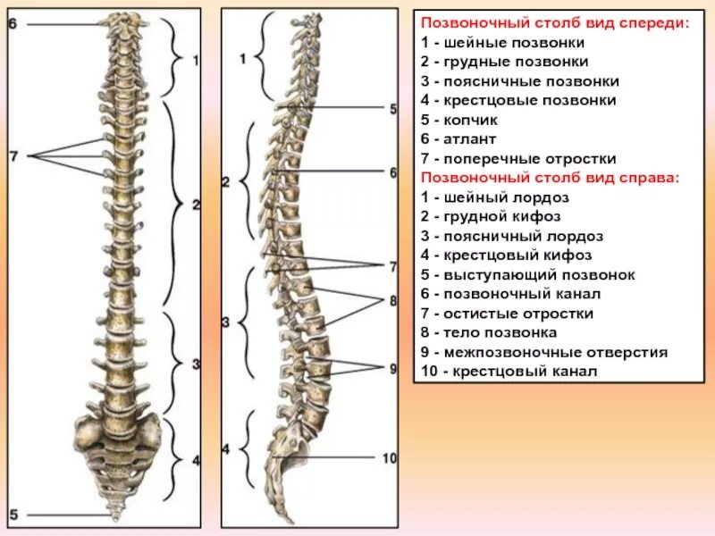 Позвоночный столб анатомия человека. Грудной отдел позвоночника (12 позвонков) (vertebrae thoracales). Строение шейного грудного и поясничного позвонка. Позвоночник вид сбоку вид спереди. Строение позвоночника человека схема.