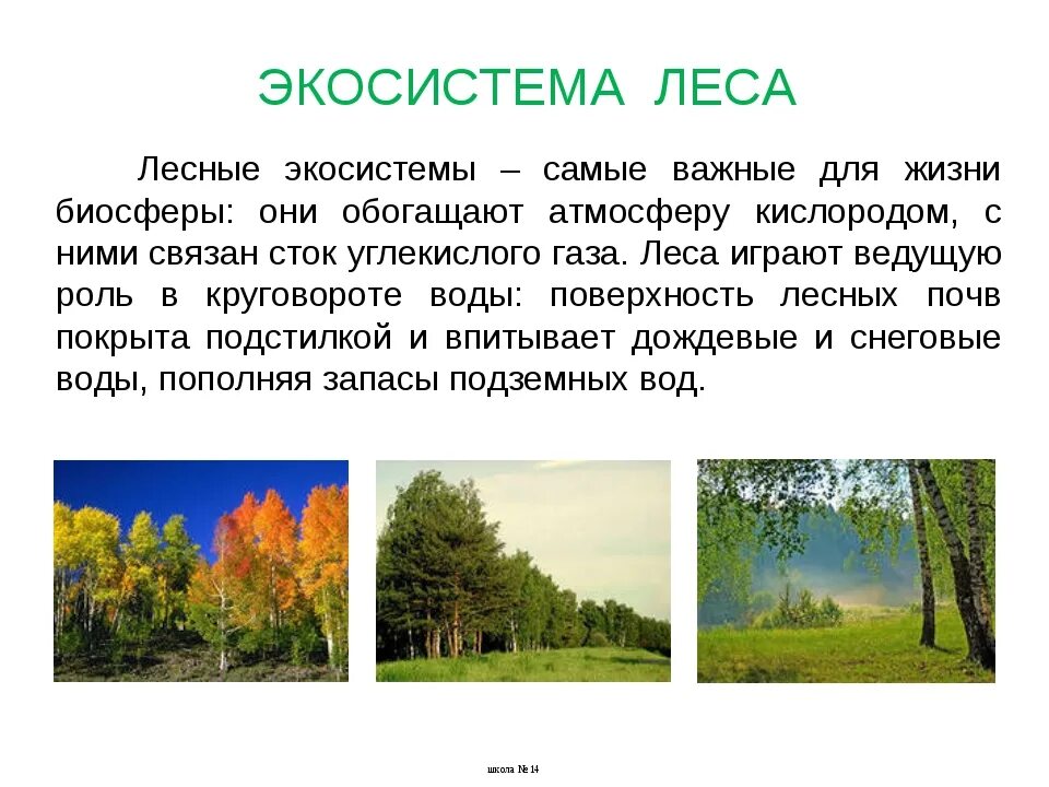 Описание любой экосистемы. Описание экосистемы смешанного леса. Общее описание экосистемы смешанный лес. Лесная экосистема. Лес -экологическая система.