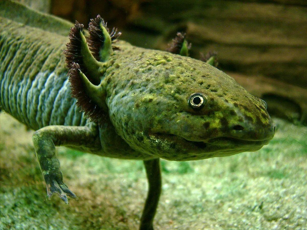 Аксолотль и амбистома. Аксолотль (Ambystoma mexicanum). Саламандра аксолотль. Мексиканская амбистома Ambystoma mexicanum. Водная саламандра аксолотль.