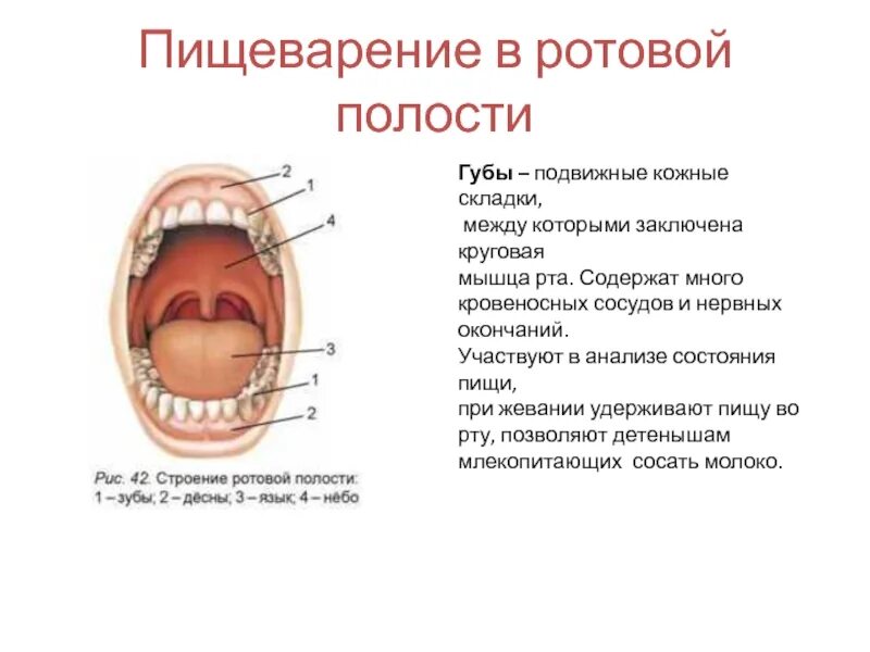 Рот строение и функции. Пищеварительная система человека ротовая полость зубы. Функции органов пищеварения ротовая полость. Функции ротовой полости в процессе пищеварения. Строение пищеварение в ротовой полости.