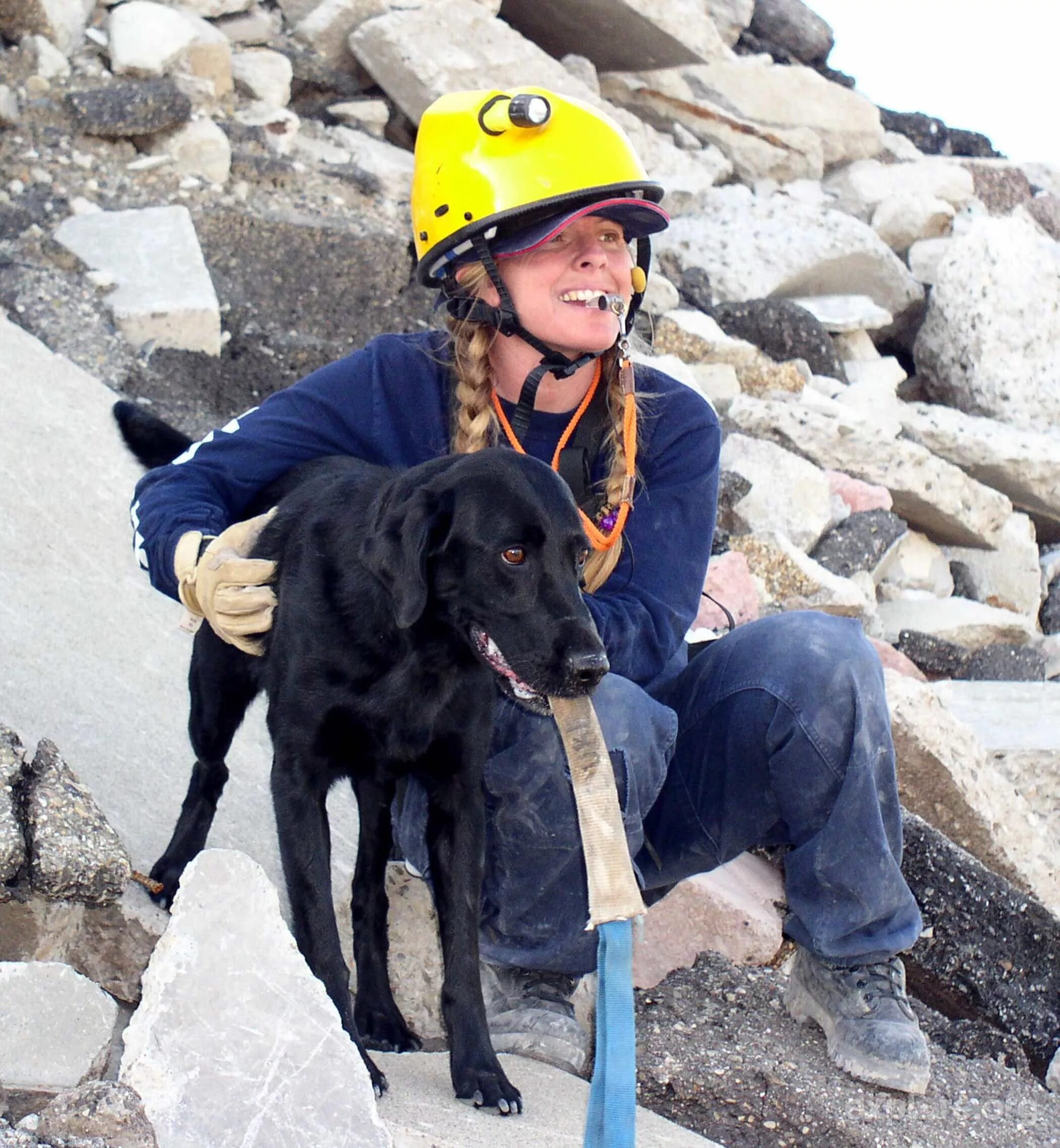 Малинуа. Dog search. Овчарка gif. Овчарка спасатель. Dog wordsearch the dogs in this word search.