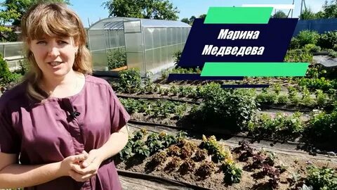 Огород медведевых