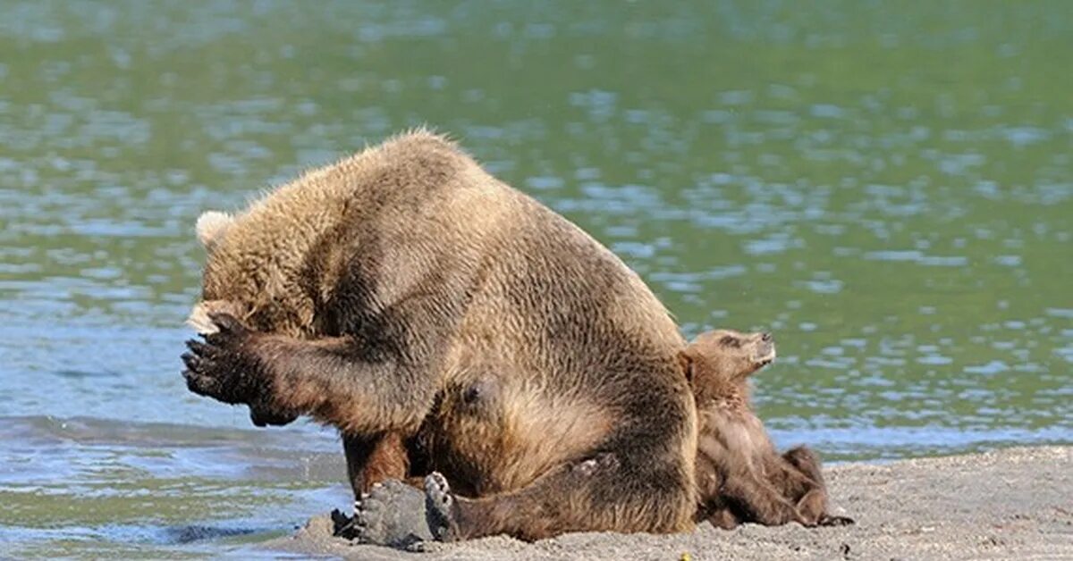 Медведь умывается. Медвежонок умывается. Медведь отдыхает. Животные умываются.