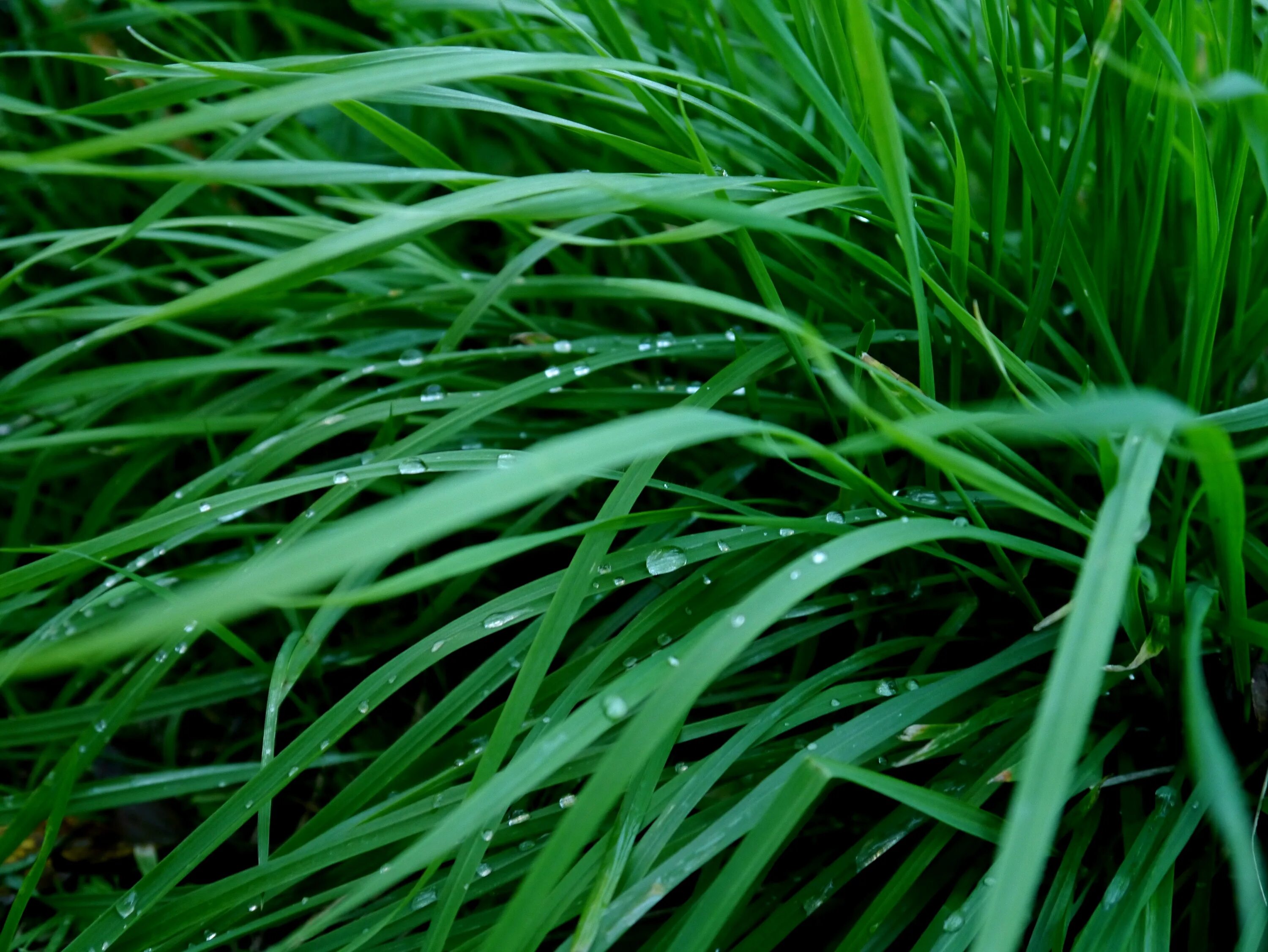 Grass plant. Трава. Зелёные растения. Зеленая травка. Сочная зеленая трава.