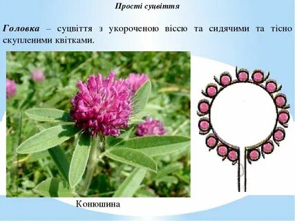 Головка примеры
