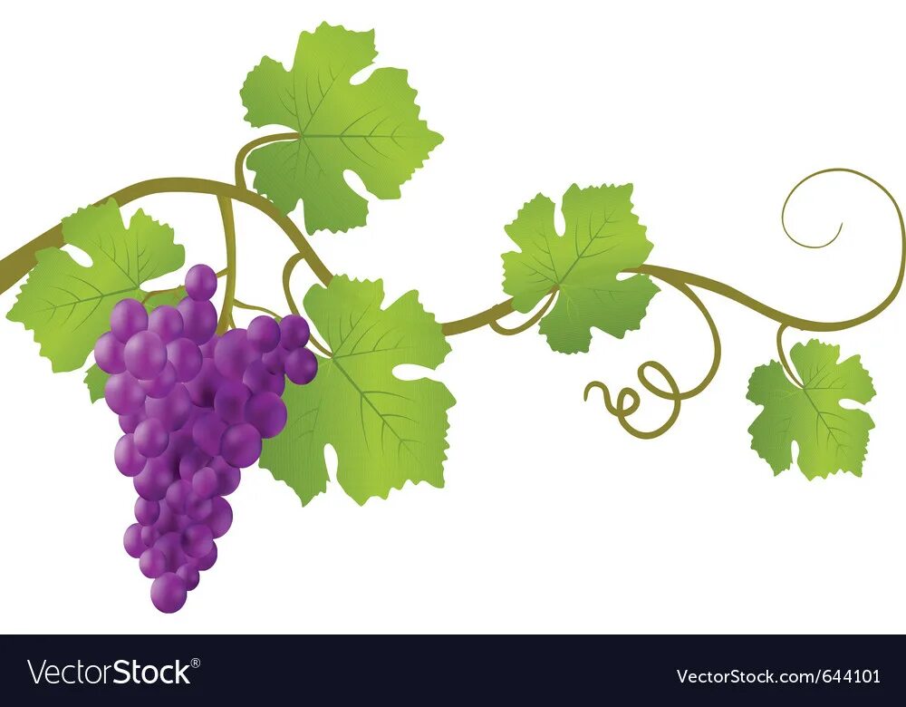 Ветвь винограда. Виноградная лоза. Виноградная ветка. Ветка виноградной лозы.